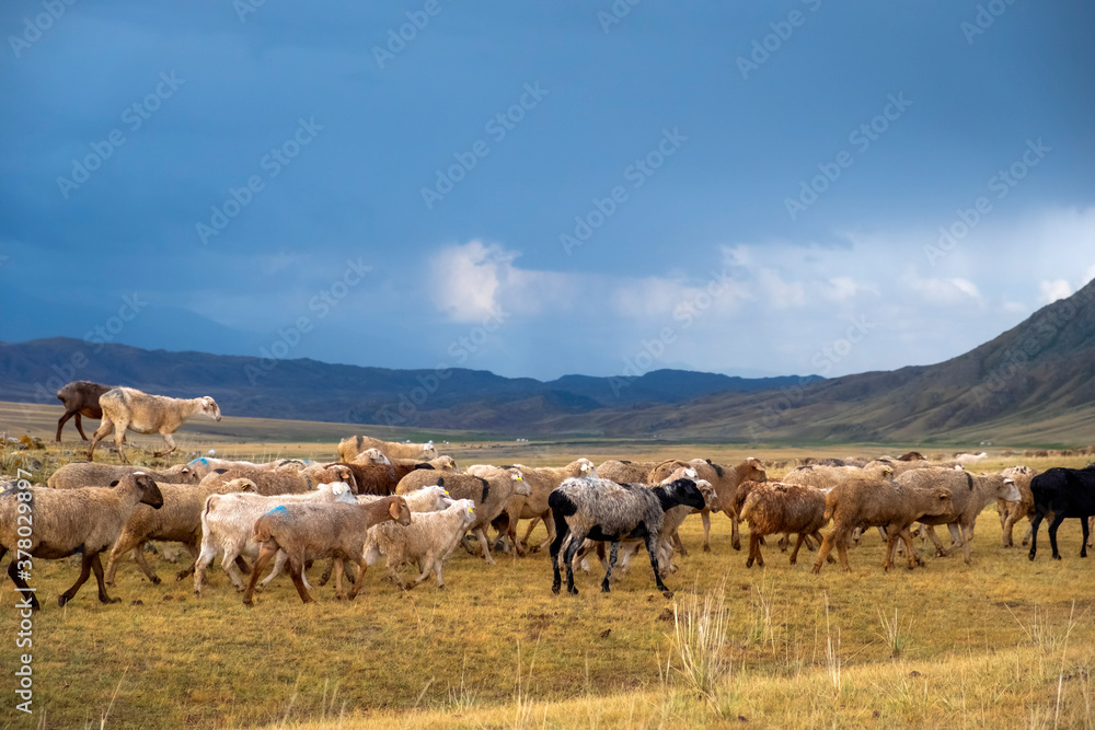 Obraz premium Bunch of sheeps grazing on mountain plateu with rain cloud background. Mountain valley landscape. Spring farm field landscape. Borokhudzip plateau, Kazakhstan.