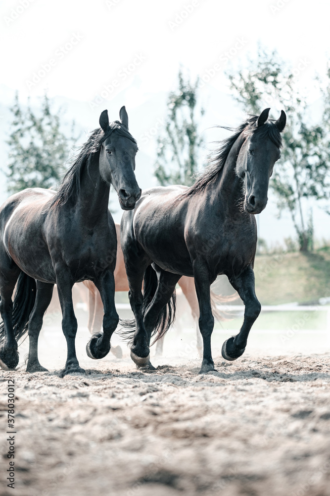Beautiful Graceful Free Horses in Motion
Beautiful Graceful Free Horses in Motion