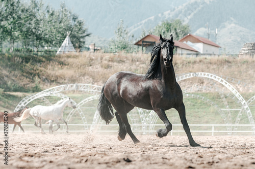 Beautiful Graceful Free Horses in Motion 