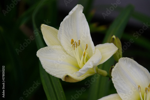Close Up of A Blooming White Lily