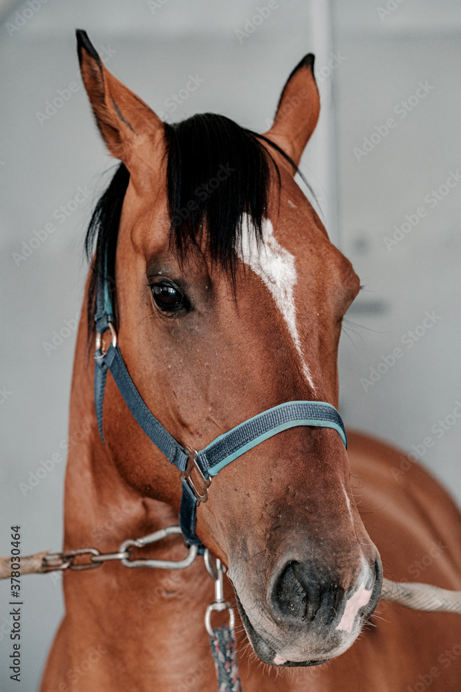 Obraz premium Beautiful Graceful Free Horses in Motion 
