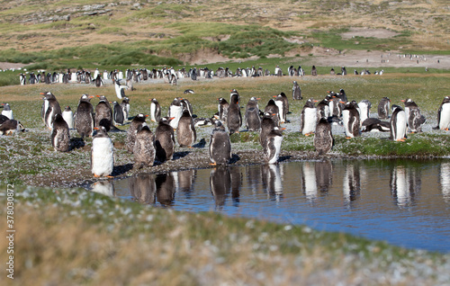Gentoo Penguins (Pygoscelis papua) - during a Catastrophic Molt, Westpoint Island, Falkland Islands