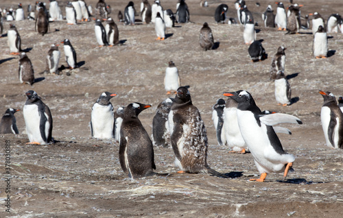 Gentoo Penguins  Pygoscelis papua  - during a Catastrophic Molt  Westpoint Island  Falkland Islands. 