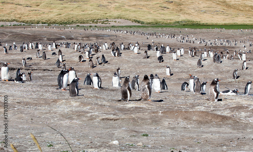 Gentoo Penguins (Pygoscelis papua) - during a Catastrophic Molt, Westpoint Island, Falkland Islands. 