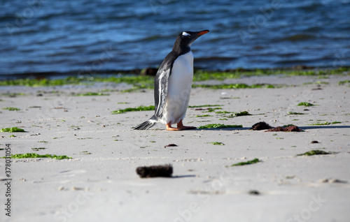 Gentoo Penguins  Pygoscelis papua  - in a colony near the shoreline  Westpoint Island  Falkland Islands. 