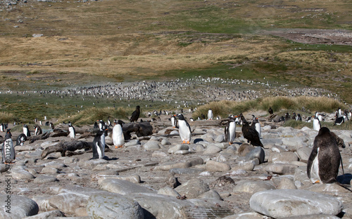 Gentoo Penguins (Pygoscelis papua) - in a colony near the shoreline, Westpoint Island, Falkland Islands. 