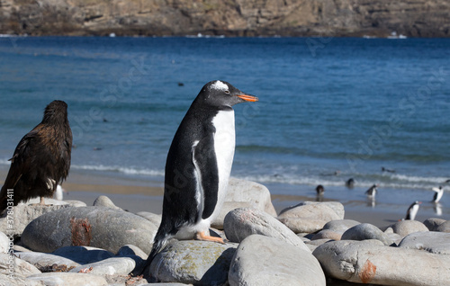 A Gentoo Penguin  Pygoscelis papua   Westpoint Island  Falkland Islands.
