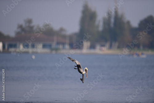 Brown Pelican diving down for a catch