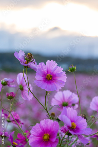 朝焼けと綺麗なピンク色のコスモスの花