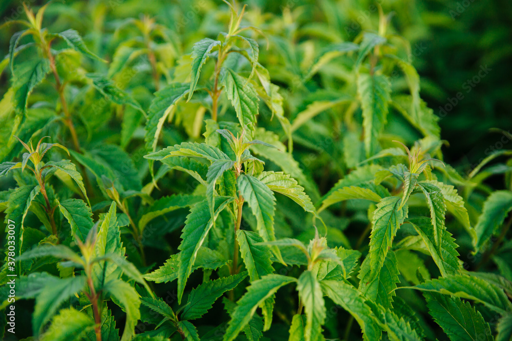 Fresh green mint leaves. Background with mint leaves. Ecology natural concept Fresh green mint leaves. Background with mint leaves. Ecology natural concept