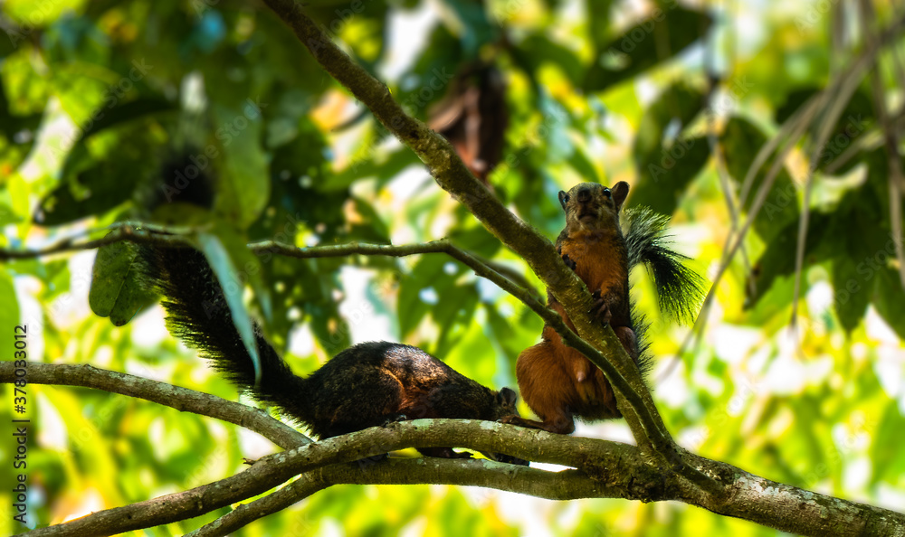 squirrel on tree squirrel on tree