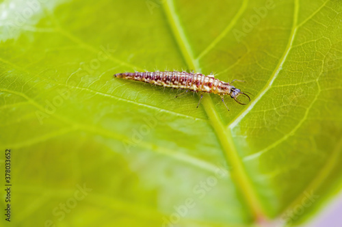 a Small larvae insect on a plant in the meadow