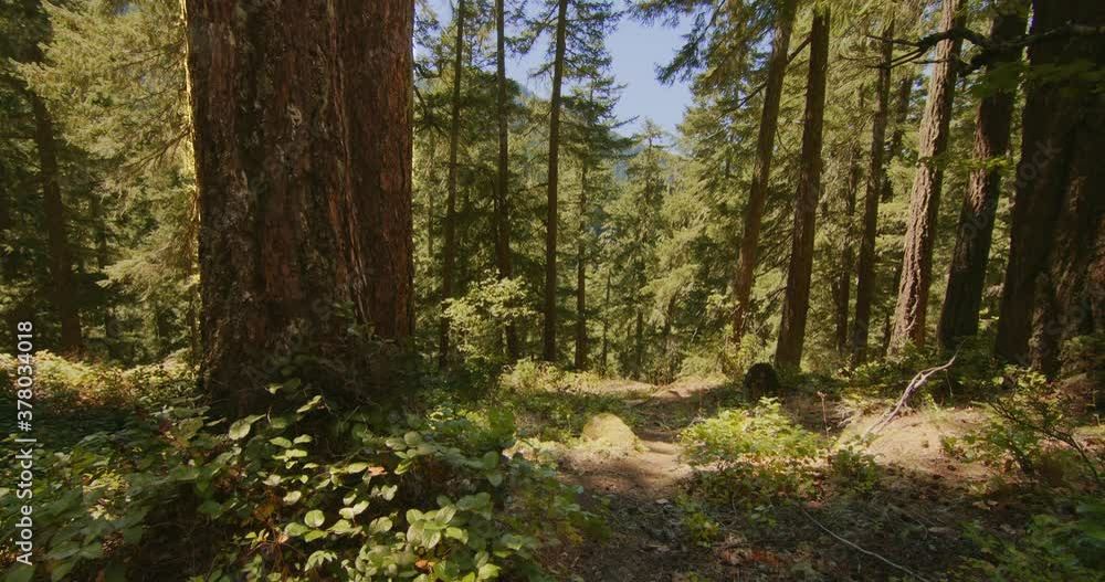 Wide shot of pathway deep in the woods and forest on the side of the mountain. Green leaves and blue sky. Wide shot of pathway deep in the woods and forest on the side of the mountain. Green leaves and blue sky.