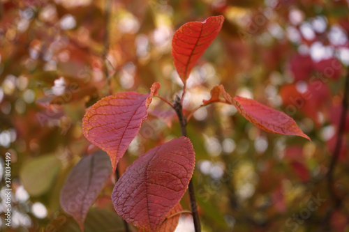 Autumn leaves in the park. Red leaves of bird cherry. Leaf fall season. Colorful autumn concept.