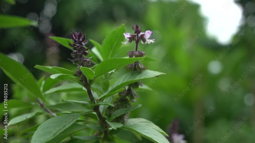 Basil leaf and basil flower. Basil leaf and basil flower.