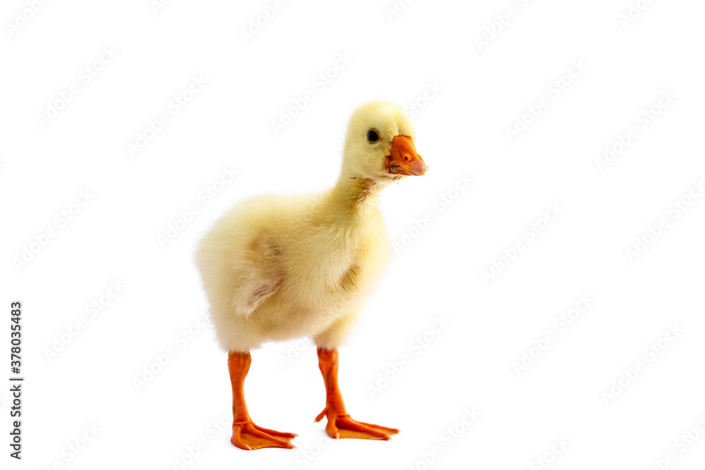 Yellow gosling on white background,Cute little newborn yellow fluffy gosling. Yellow gosling on white background,Cute little newborn yellow fluffy gosling.