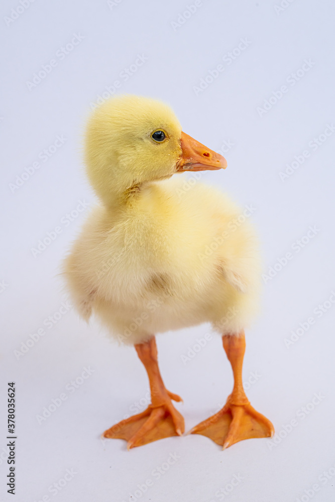 Yellow gosling on white background,Cute little newborn yellow fluffy gosling. Yellow gosling on white background,Cute little newborn yellow fluffy gosling.