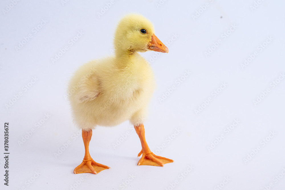 Yellow gosling on white background,Cute little newborn yellow fluffy gosling. Yellow gosling on white background,Cute little newborn yellow fluffy gosling.