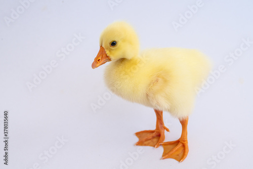 Yellow gosling on white background Cute little newborn yellow fluffy gosling.