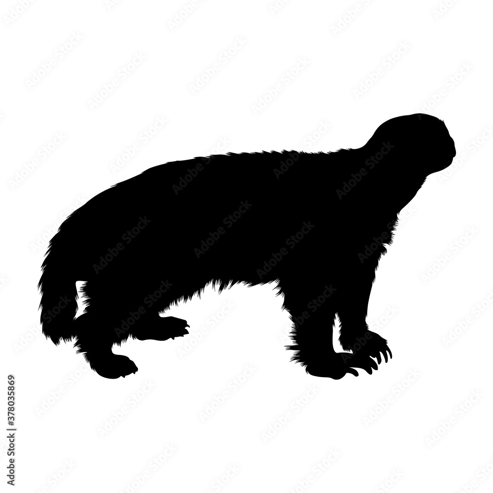 Standing Honey Badger (Mellivora Capensis) On a Side View Silhouette Found In Map Of Africa, Asia, Indian. Good To Use For Print Book Element, Animal Book and Animal Content
