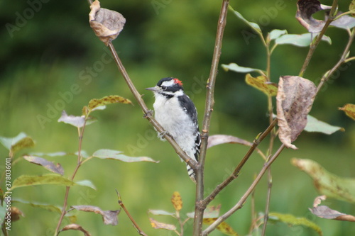 Downy Woodpecker, U of A Botanic Gardens, Devon, Alberta