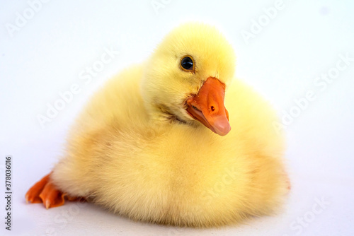 Yellow gosling on white background,Cute little newborn yellow fluffy gosling.