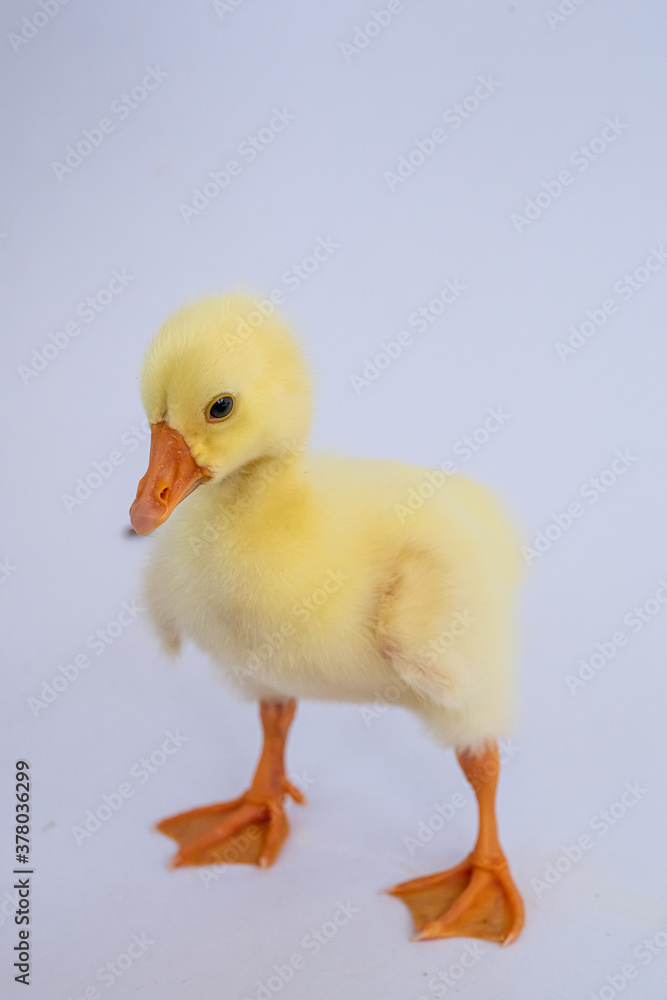 Fototapeta premium Yellow gosling on white background,Cute little newborn yellow fluffy gosling.