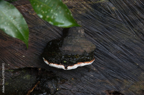 Mushroom on a dark trunk of a tree in garden