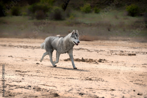 A Siberian Husky female is running in the desert. The dog has  dirty wet grey and white colored fur.  The surface is brown sand  clay. Some dried plants and a lot of greenery in the background.