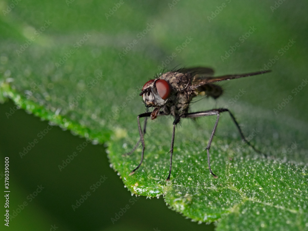 Housefly on plant leaf, Stubenfliege auf Pflanzenblatt (Musca domestica) Housefly on plant leaf, Stubenfliege auf Pflanzenblatt (Musca domestica)