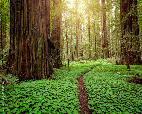 Redwood Forest at Sunrise. Northern California, USA.