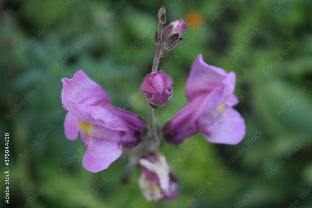 Obraz premium Purple Flower Close-Up