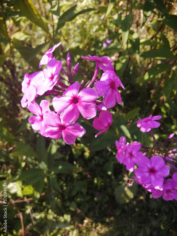 pink and white flowers pink and white flowers