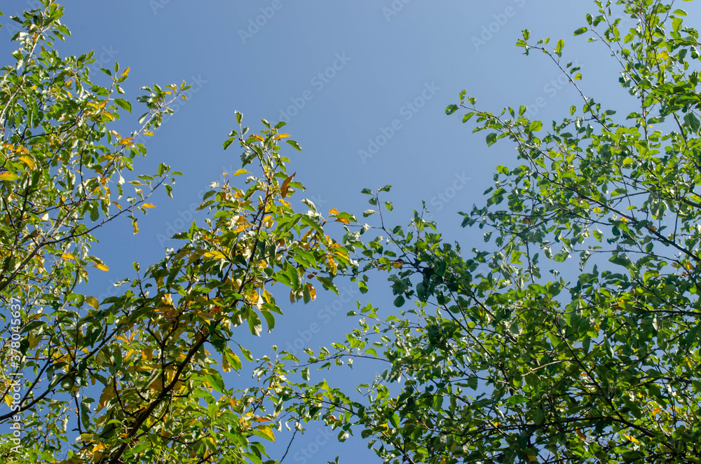 Yellow autumn leaves on a tree in the garden. Yellow autumn leaves on a tree in the garden.