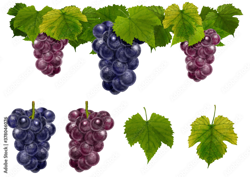 リアルなタッチのぶどうのイラストセット Stock Illustration Adobe Stock リアルなタッチのぶどうのイラストセット Stock Illustration Adobe Stock