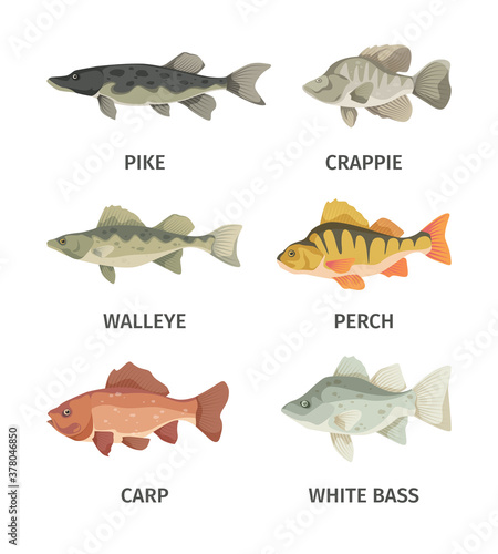 River fish set. Predatory gray pike and broad finned underwater wallyey deep red carp white and common perch fresh natural fishing in fresh air pleasant relaxation caught prey. Vector fauna.