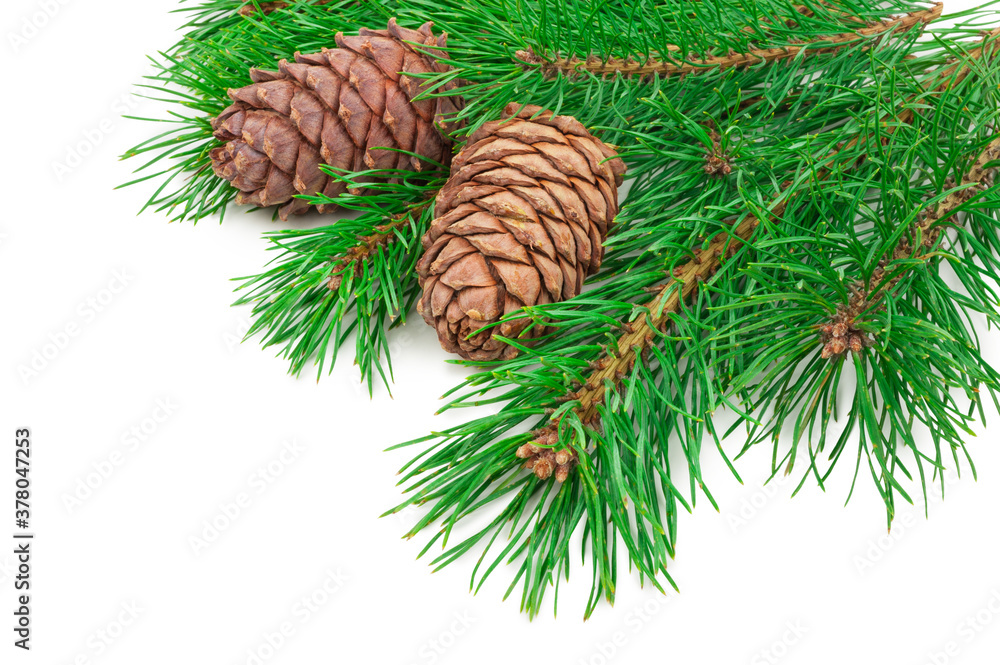 Cedar cones with branch on white Cedar cones with branch on white