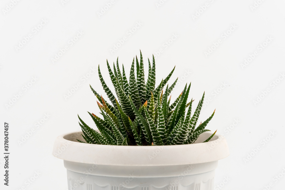 Succulent houseplant Haworthia in a pot Succulent houseplant Haworthia in a pot