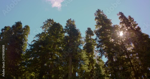 sun filters through tall trees over a blue sky 