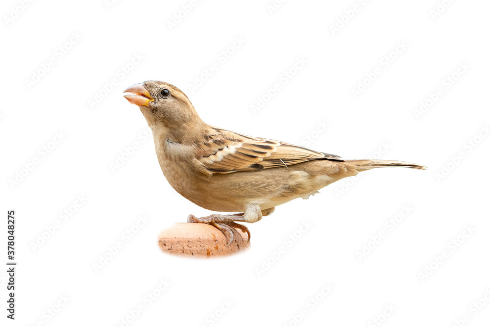 Fototapeta premium Female House Sparrow isolated on white background