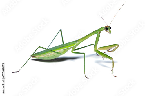 A praying mantis isolated on white background