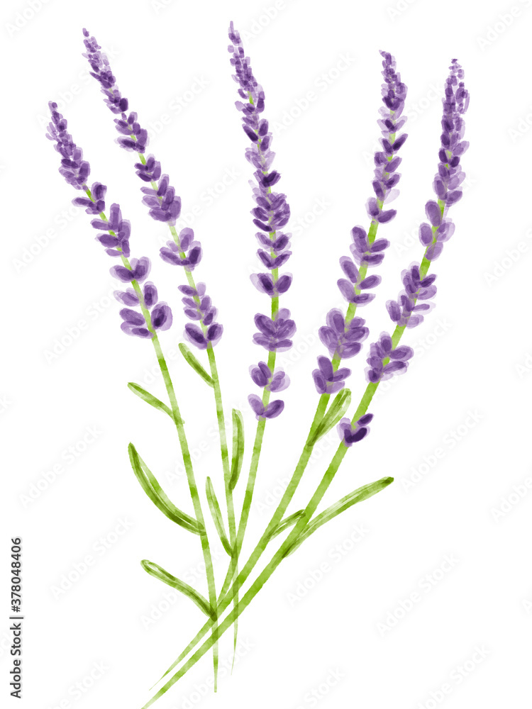Naklejka premium 水彩イラスト ラベンダー