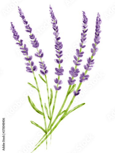 水彩イラスト　ラベンダー