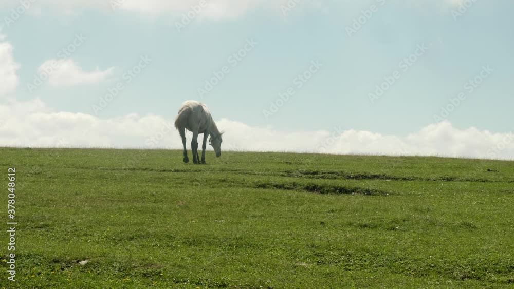 White horse gazes grass in green meadow. Free life of domestic animals. White horse gazes grass in green meadow. Free life of domestic animals.