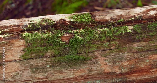 Locked detailed macro closeup of moss growing on an old log in the dappling sunlight. spiderwebs, dust, and haze float through the frame