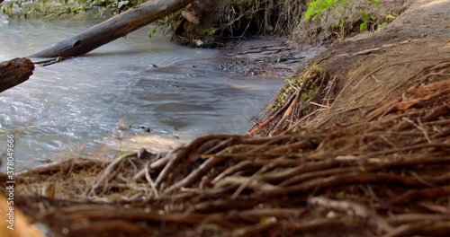 small calm eddy of the river has small calm waves. the camera does a rack focus between the sinewy roots of the trees and the ripples on the shore