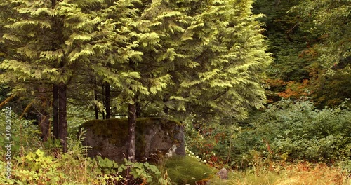 a hidden mossy stone sits under a lush tree that waves in the wind. Locked long shot. 