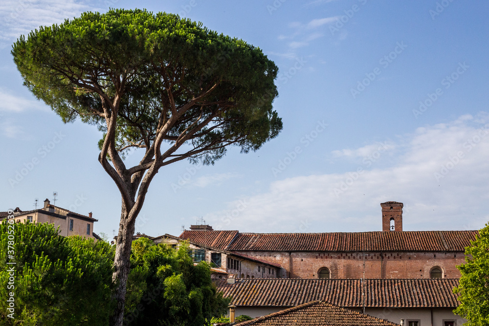 View of a Tree and Rooftops in the Background, Lucca