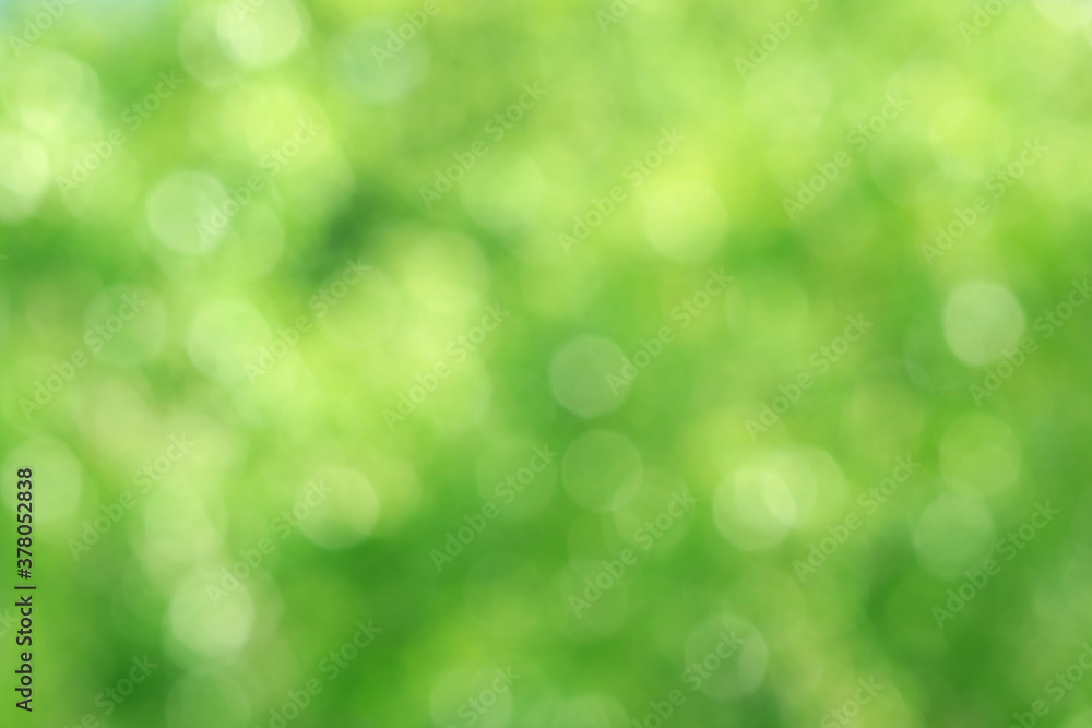 Abstract green bokeh of blurry green foliage in the sunlight for background or banner Abstract green bokeh of blurry green foliage in the sunlight for background or banner
