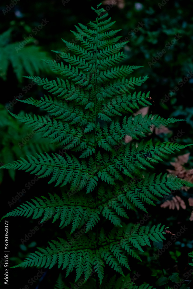 Dark green fern leaf in the forest. Dark green fern leaf in the forest.